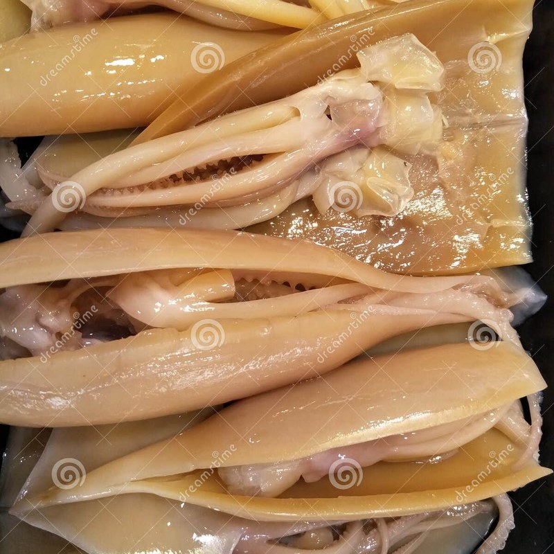 Cuttlefish