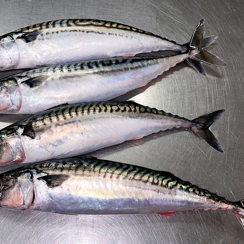 Mackerel