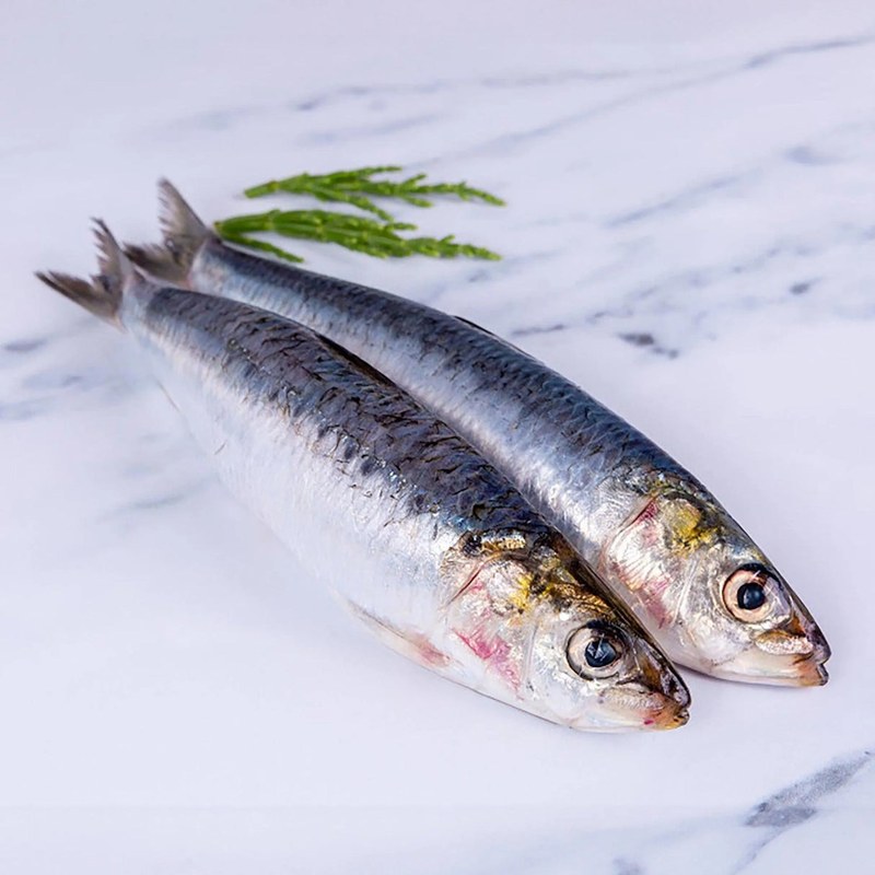 Sardines
