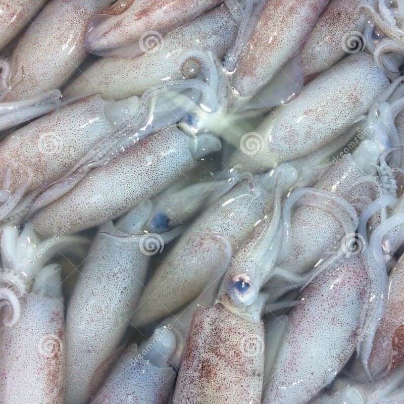Squid