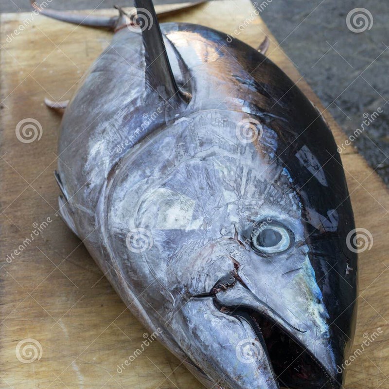 Tuna